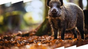 Peste Suina Africana, AIC: urgente attivare risorse e coordinamento per contrasto emergenza